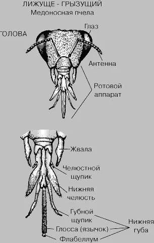 Полинова г