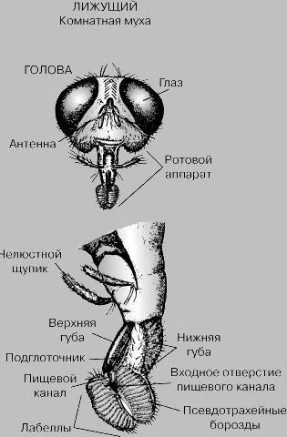 Полинова г