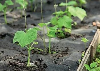 Полив розсади огірків