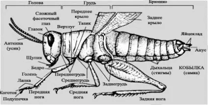 Полинова г
