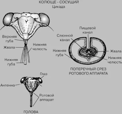 Полинова г