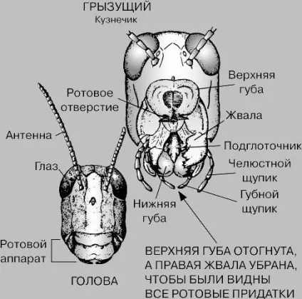 Полинова г