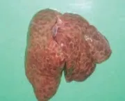 Пронос у індичат 1