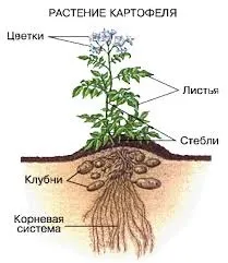 Користь картоплі, світ без шкоди (шкоди) Користь картоплі, світ без шкоди