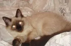 Напівдовгошерсті породи кішок - все про котів і кішок з любов'ю (породи) Напівдовгошерсті породи кішок - все про котів і кішок з любов'ю