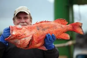 Користь і шкода морського окуня (користь) Користь і шкода морського окуня
