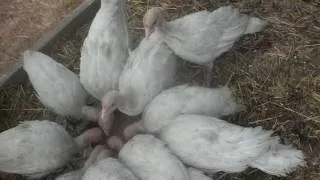 Пронос у індиків як лікувати жовтий, чорний і білий пронос (лікувати) Пронос у індиків як лікувати жовтий, чорний і білий пронос