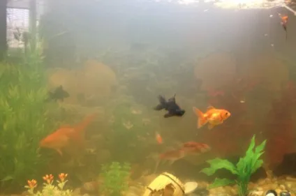 Помутніла вода в акваріумі що робити і як уникнути (помутніла вода в акваріумі) Помутніла вода в акваріумі що робити і як уникнути