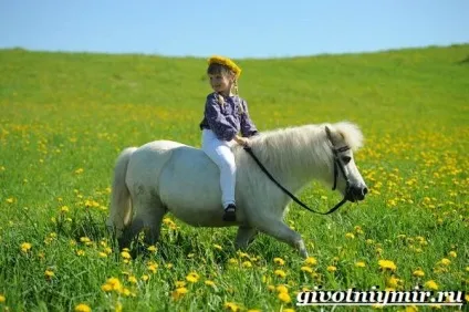поні кінь