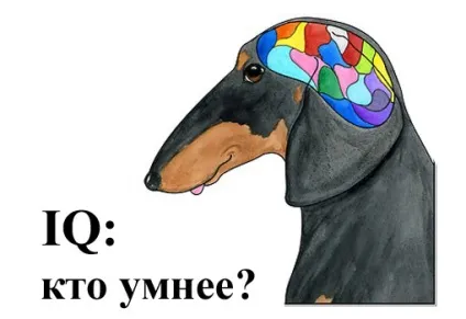 Чи розуміють собаки людську мову, притулок для бездомних тварин ЮЗАО (людську) Чи розуміють собаки людську мову, притулок для бездомних тварин ЮЗАО