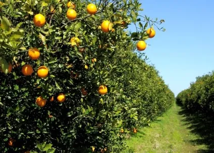Користь і шкода апельсинів при вагітності свіжі фрукти, сік і масло (апельсинів) Користь і шкода апельсинів при вагітності свіжі фрукти, сік і масло