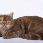 Порода кішок скоттиш страй (55 фото) особливості і характеристика, шотландський прямоухий, який (страй) Порода кішок скоттиш страй (55 фото) особливості і характеристика, шотландський прямоухий, який