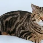 Порода кішок скоттиш страй (55 фото) особливості і характеристика, шотландський прямоухий, який (скоттиш) Порода кішок скоттиш страй (55 фото) особливості і характеристика, шотландський прямоухий, який