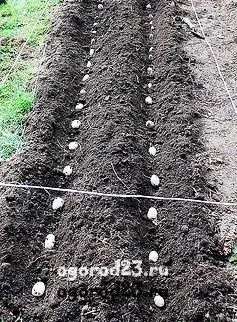 Посадка картоплі під картон, мульчу, здвоєними рядами (мульчу) Посадка картоплі під картон, мульчу, здвоєними рядами