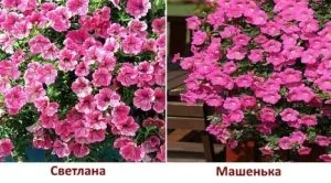Посів петунії на розсаду - 4 кращих способу з інструкціями! (За який може) Посів петунії на розсаду - 4 кращих способу з інструкціями!