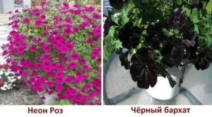 Посів петунії на розсаду - 4 кращих способу з інструкціями! (Способу) Посів петунії на розсаду - 4 кращих способу з інструкціями!