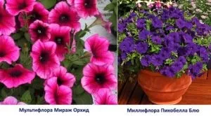 Посів петунії на розсаду - 4 кращих способу з інструкціями! (Посів) Посів петунії на розсаду - 4 кращих способу з інструкціями!