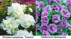 Посів петунії на розсаду - 4 кращих способу з інструкціями! (Способу) Посів петунії на розсаду - 4 кращих способу з інструкціями!