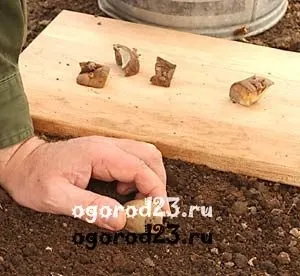 Посадка картоплі під картон, мульчу, здвоєними рядами (картон) Посадка картоплі під картон, мульчу, здвоєними рядами