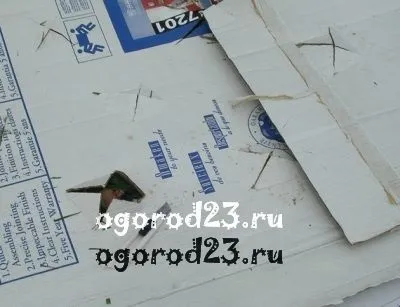 Посадка картоплі під картон, мульчу, здвоєними рядами (посадка) Посадка картоплі під картон, мульчу, здвоєними рядами