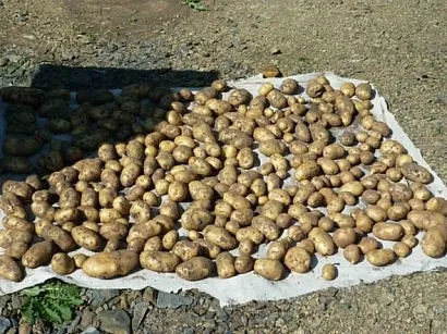 Посадка і вирощування картоплі на дачі (посадка) Посадка і вирощування картоплі на дачі