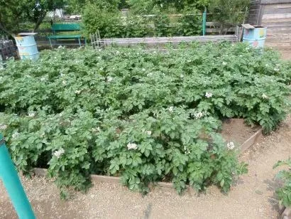Посадка і вирощування картоплі на дачі (посадка) Посадка і вирощування картоплі на дачі