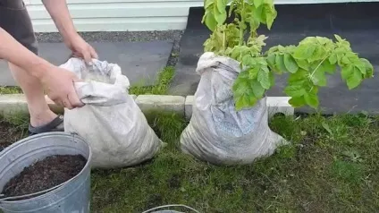 Посадка картоплі в мішках покроково відео (посадка) Посадка картоплі в мішках покроково відео
