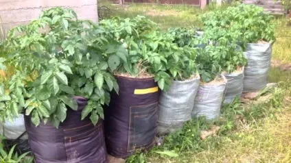 Посадка картоплі в мішках покроково відео (мішках) Посадка картоплі в мішках покроково відео