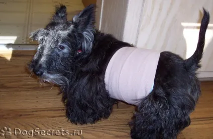 Післяопераційна попона для собаки як одягнути її правильно (собаки) Післяопераційна попона для собаки як одягнути її правильно