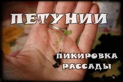 Посів петунії на розсаду - 4 кращих способу з інструкціями! (Розсаду) Посів петунії на розсаду - 4 кращих способу з інструкціями!