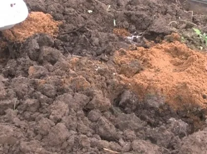 Посадка полуниці восени вусами (вусами) Посадка полуниці восени вусами