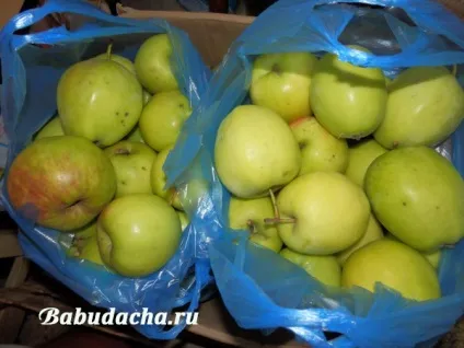 Посадка яблуні навесні саджанцями питання-відповідь, дача (посадка) Посадка яблуні навесні саджанцями питання-відповідь, дача