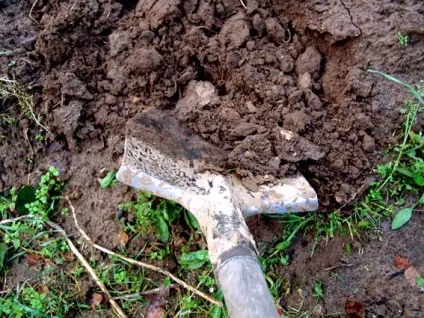 Посадка полуниці восени вусами (восени) Посадка полуниці восени вусами