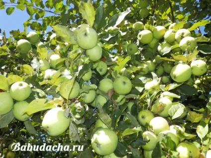 Посадка яблуні навесні саджанцями питання-відповідь, дача (навесні) Посадка яблуні навесні саджанцями питання-відповідь, дача