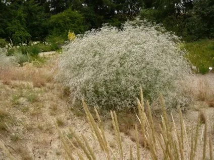 Посадка і догляд за гипсофилой (посадка) Посадка і догляд за гипсофилой