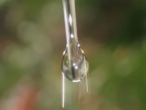 Поверхневий натяг води - вода, h2o це життя (поверхневе) Поверхневий натяг води - вода, h2o це життя