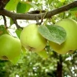 Правильний полив яблунь