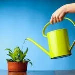 Правильна пересадка азалії в домашніх умовах (домашніх) Правильна пересадка азалії в домашніх умовах