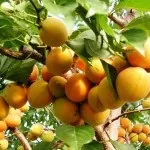 Правильний полив яблунь