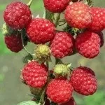 Правильний полив яблунь