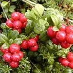 Правильний полив яблунь