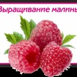 Правильний полив яблунь