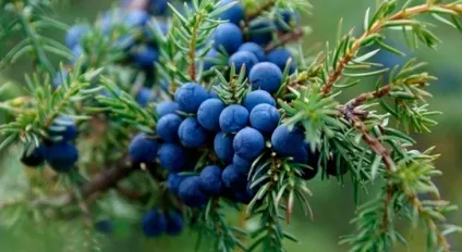 Правильне відновлення організму після відмови від куріння (відмови) Правильне відновлення організму після відмови від куріння