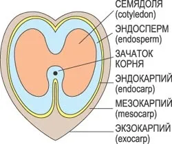 Горішок - не для вразливих, наука і життя (історія науки) Горішок - не для вразливих, наука і життя