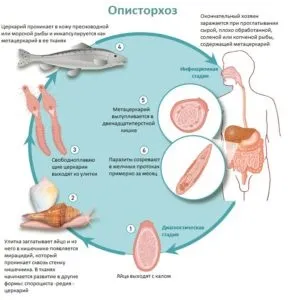 Опісторхоз в рибі як відбувається зараження людини, як готувати (рибі) Опісторхоз в рибі як відбувається зараження людини, як готувати