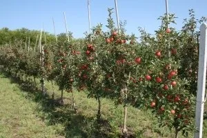 Опис і догляд за карликовими яблунями (догляд) Опис і догляд за карликовими яблунями