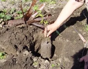 Опис і догляд за карликовими яблунями (яблуня на карликовій підщепі сорти) Опис і догляд за карликовими яблунями