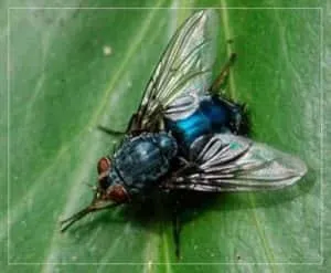 Опариш - секрети успішної риболовлі (вирощування опариша) Опариш - секрети успішної риболовлі