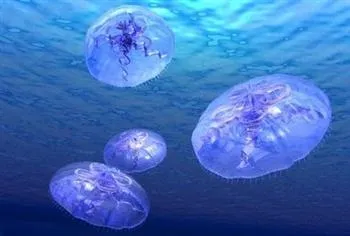 Чи небезпечні медузи для людини (небезпечні отруйні щупальця медузи для людини?) Чи небезпечні медузи для людини