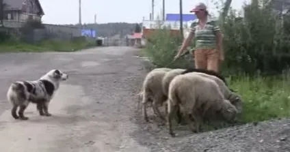 Опис породи собак австралійська вівчарка (ауссі) з відгуками власників і фото (австралійська) Опис породи собак австралійська вівчарка (ауссі) з відгуками власників і фото